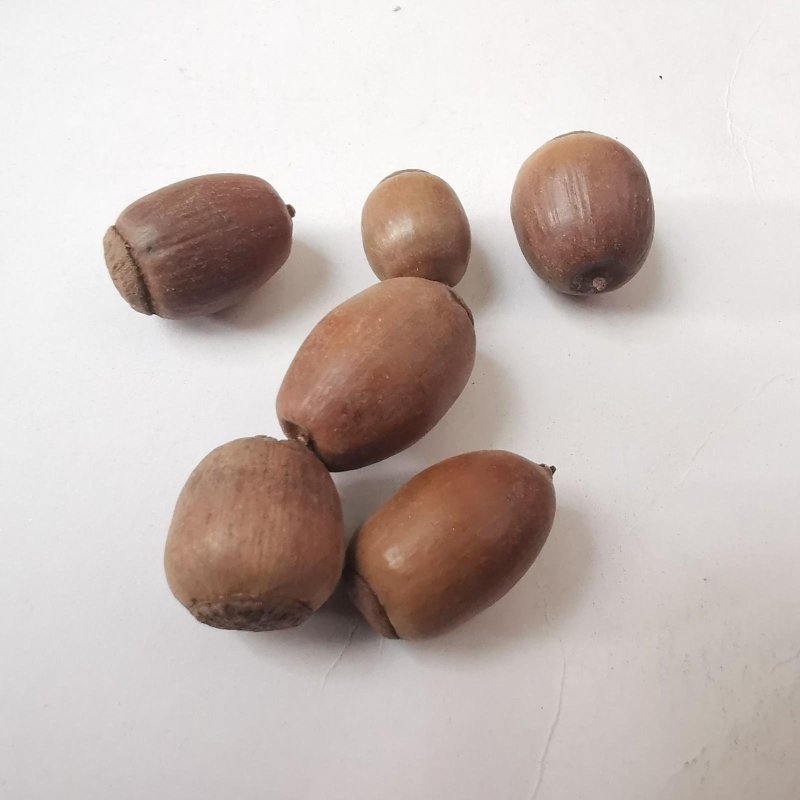 橡实.道地药材，质优价实，品质保证，药典标准一公斤起批