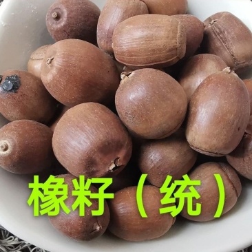橡实.道地药材，质优价实，品质保证，药典标准一公斤起批