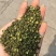 青花椒。