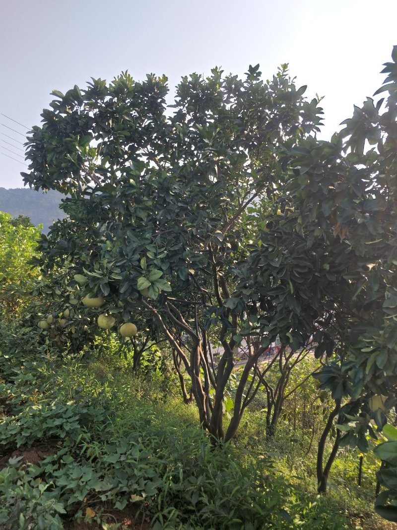 柚子树，香刨，宜宾柚子种植基地宜宾柚子树，大量现货