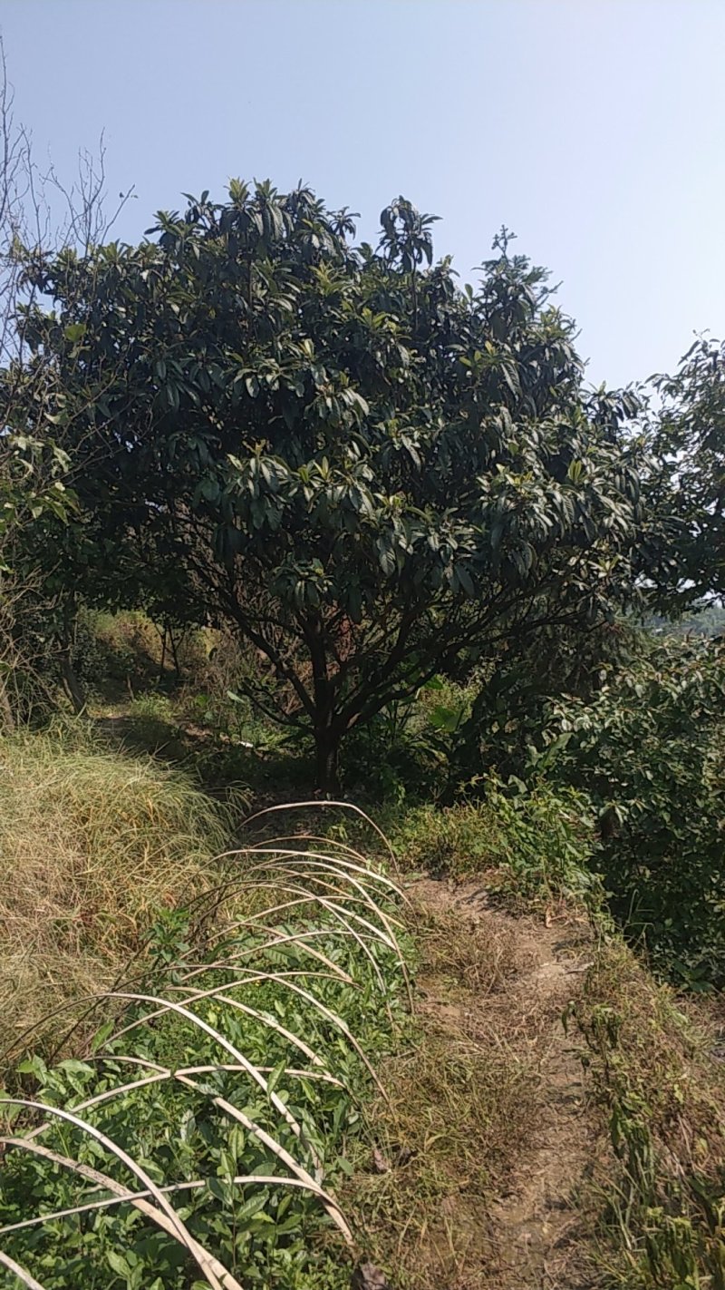 柚子树，香刨，宜宾柚子种植基地宜宾柚子树，大量现货