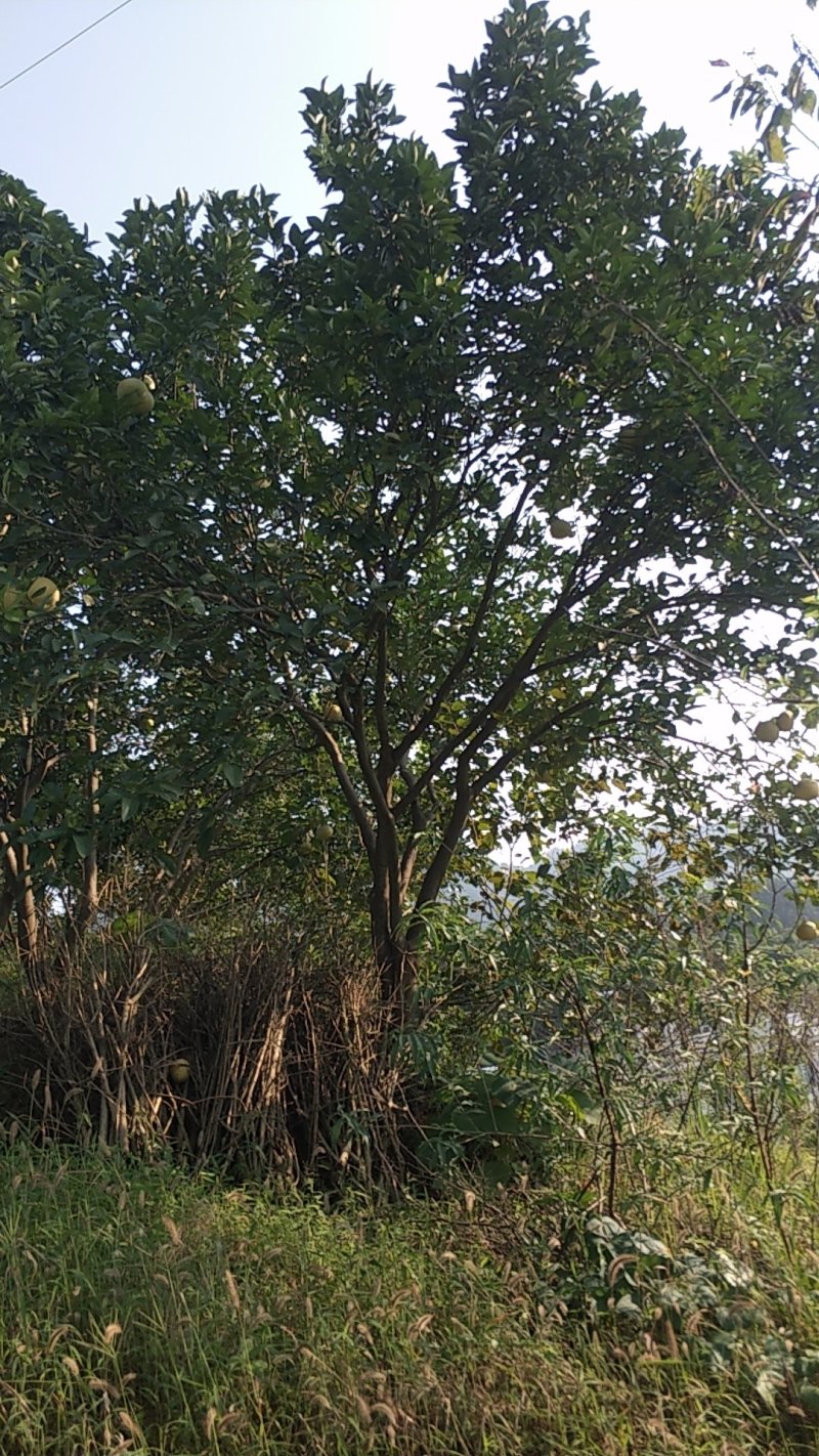 柚子树，香刨，宜宾柚子种植基地宜宾柚子树，大量现货