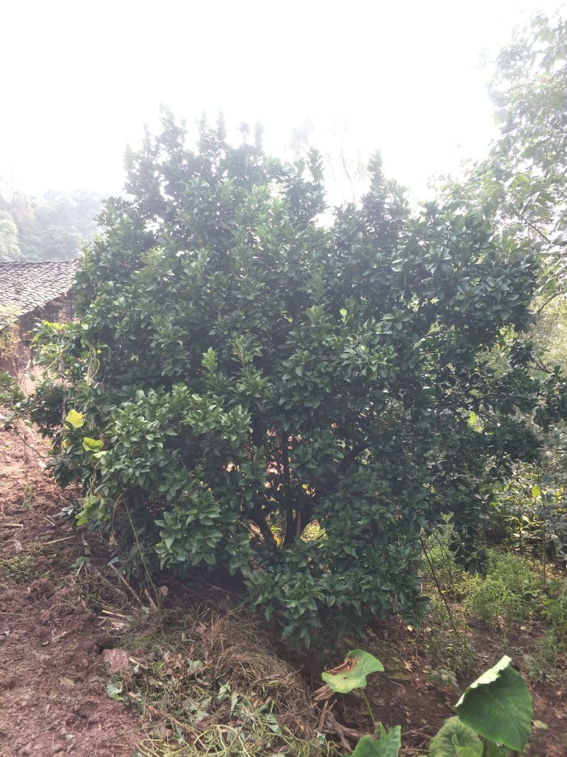 柚子树，香刨，宜宾柚子种植基地宜宾柚子树，大量现货