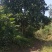 柚子树，香刨，宜宾柚子种植基地宜宾柚子树，大量现货