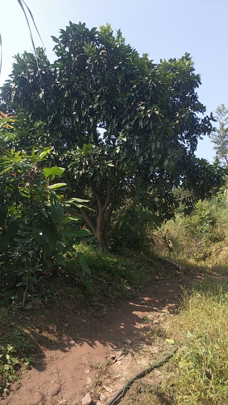 柚子树，香刨，宜宾柚子种植基地宜宾柚子树，大量现货