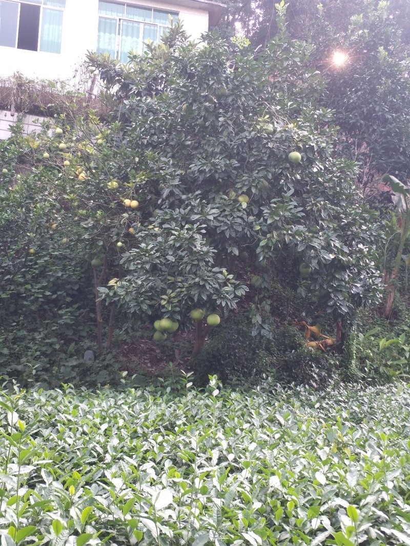 柚子树，香刨，宜宾柚子种植基地宜宾柚子树，大量现货