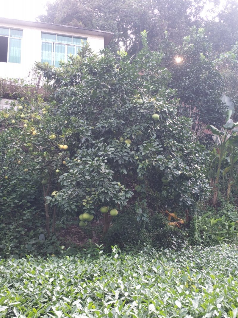 柚子树，香刨，宜宾柚子种植基地宜宾柚子树，大量现货