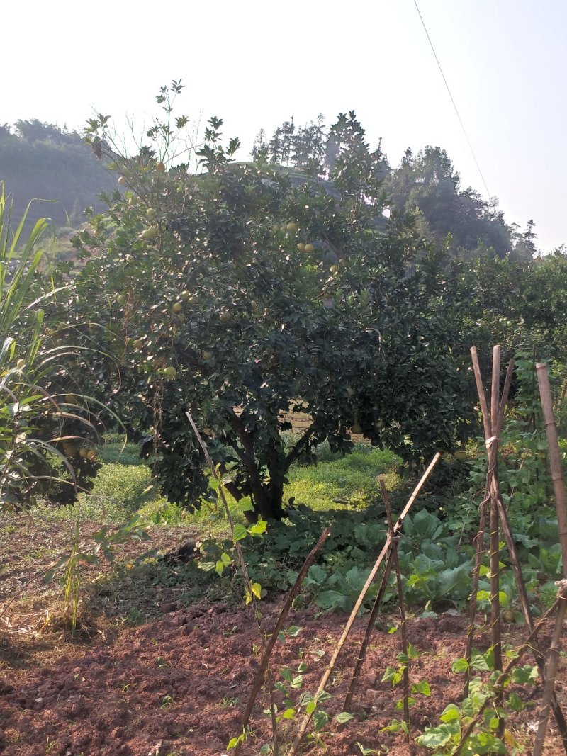 柚子树，香刨，宜宾柚子种植基地宜宾柚子树，大量现货