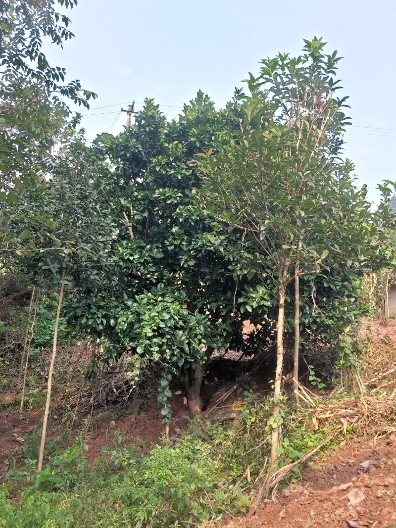 柚子树，香刨，宜宾柚子种植基地宜宾柚子树，大量现货