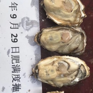 乳山生蚝1.5+规格