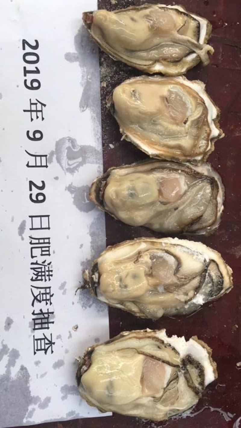 乳山生蚝1.5+规格