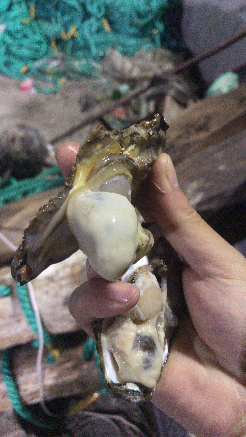 乳山生蚝1.5+规格