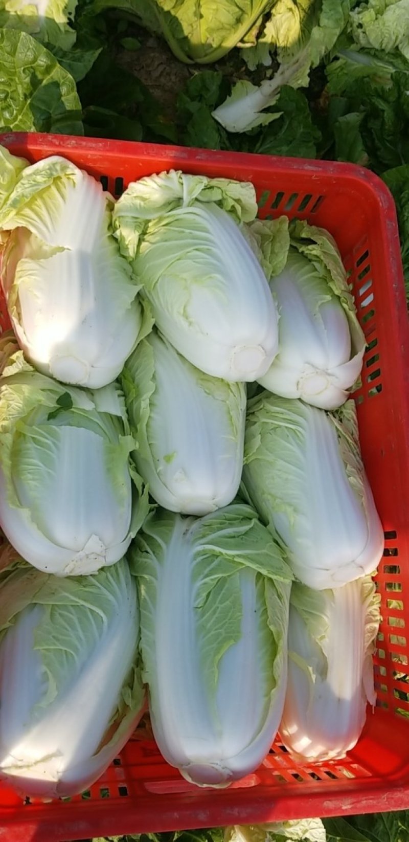 江苏东台黄心白菜大量上市对接全国电商批发市场
