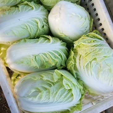 江苏东台黄心白菜大量上市对接全国电商批发市场