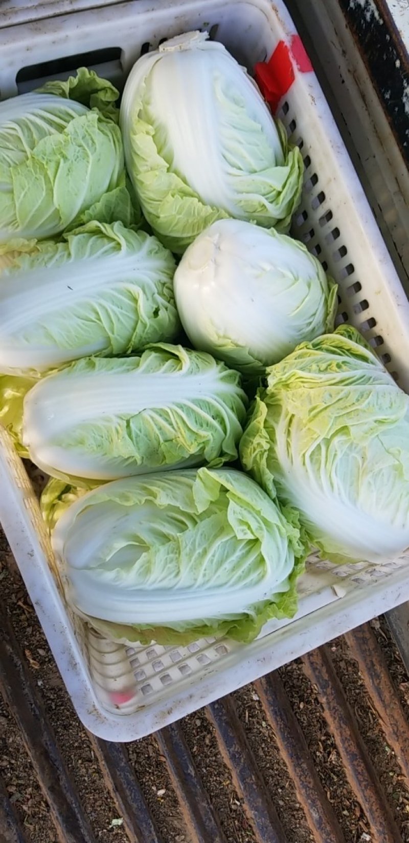 江苏东台黄心白菜大量上市对接全国电商批发市场