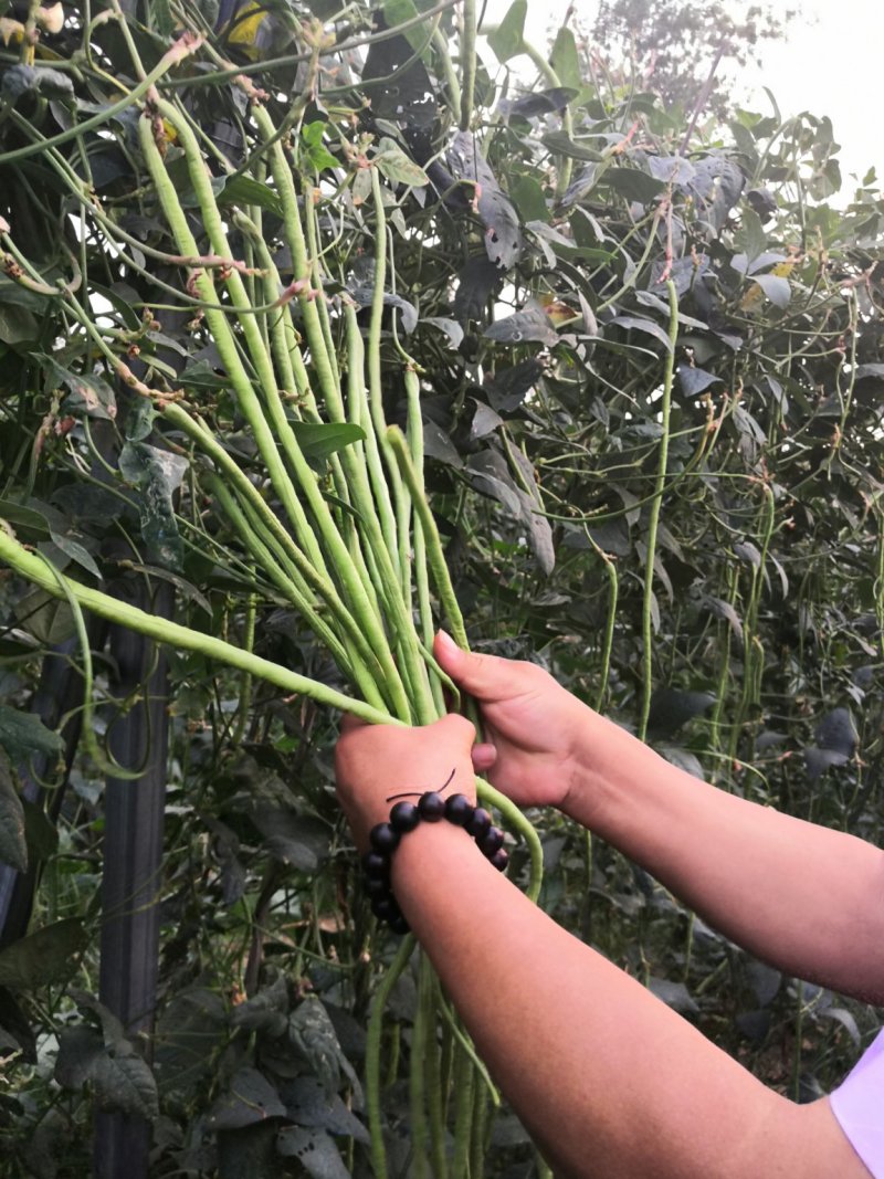 翠绿色豆角种子豇豆种颜色绿无鼠尾不鼓籽