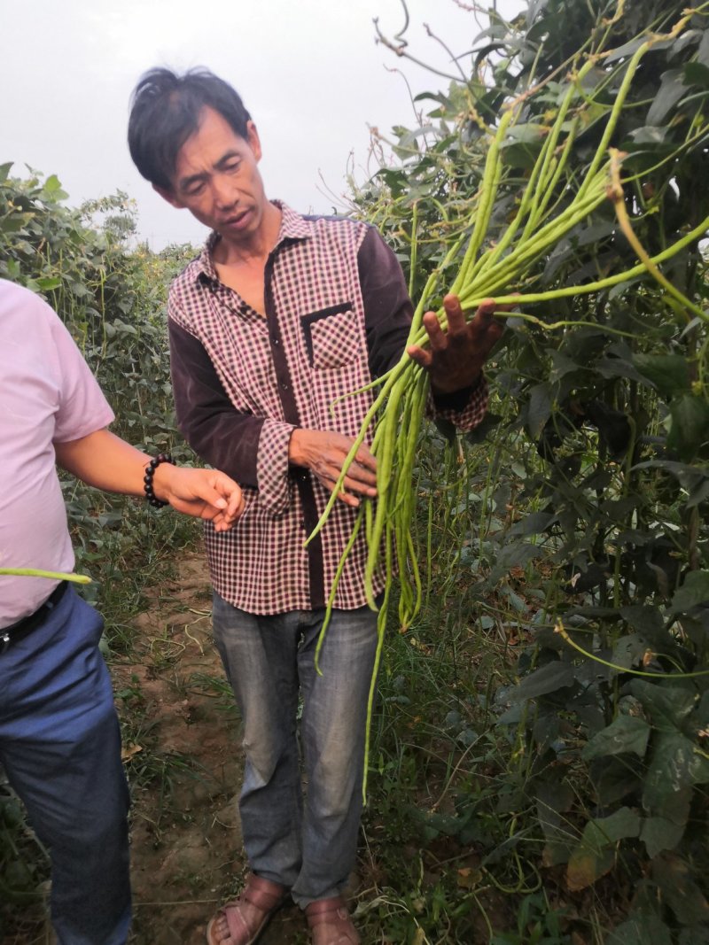 翠绿色豆角种子豇豆种颜色绿无鼠尾不鼓籽