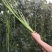 翠绿色豆角种子豇豆种颜色绿无鼠尾不鼓籽