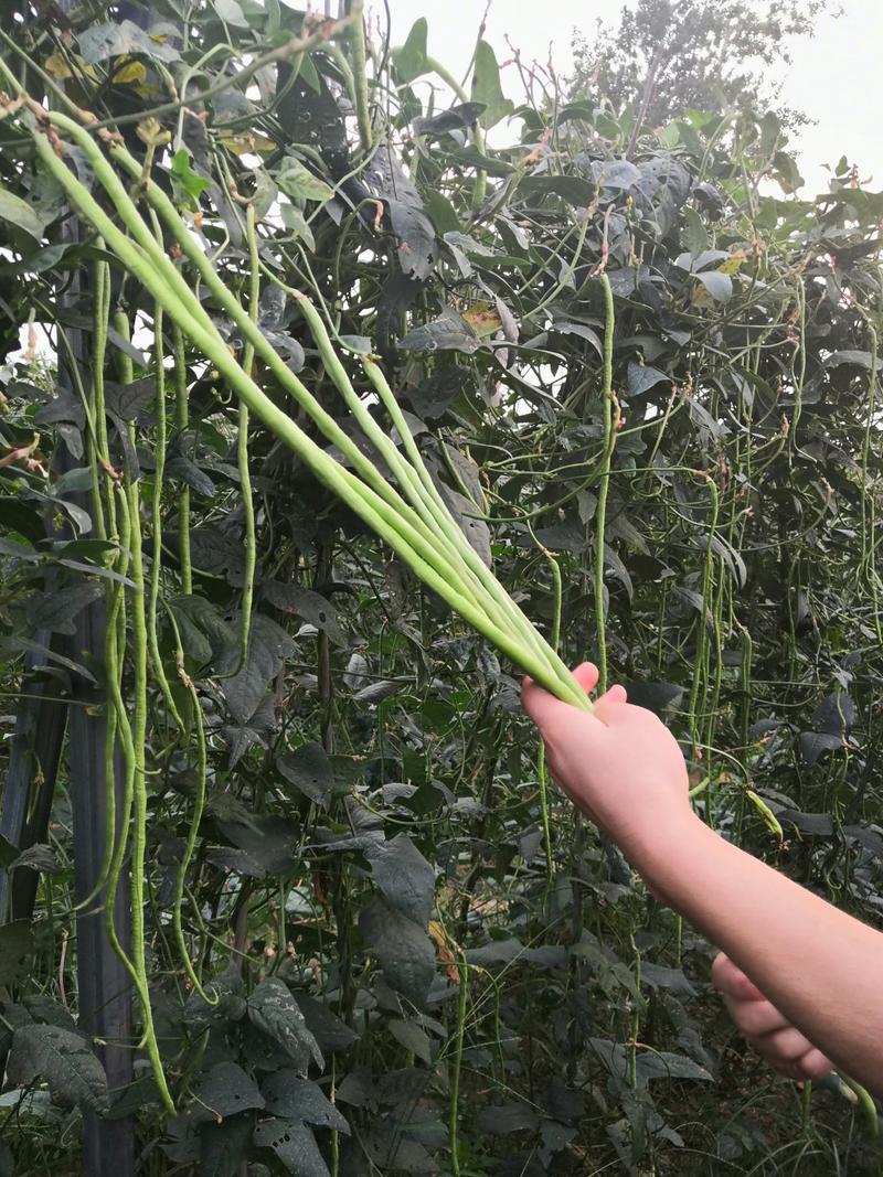 翠绿色豆角种子豇豆种颜色绿无鼠尾不鼓籽