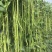 翠绿色豆角种子豇豆种颜色绿无鼠尾不鼓籽