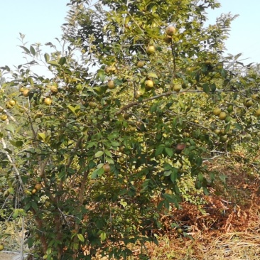 新鲜茶籽果准备上市了