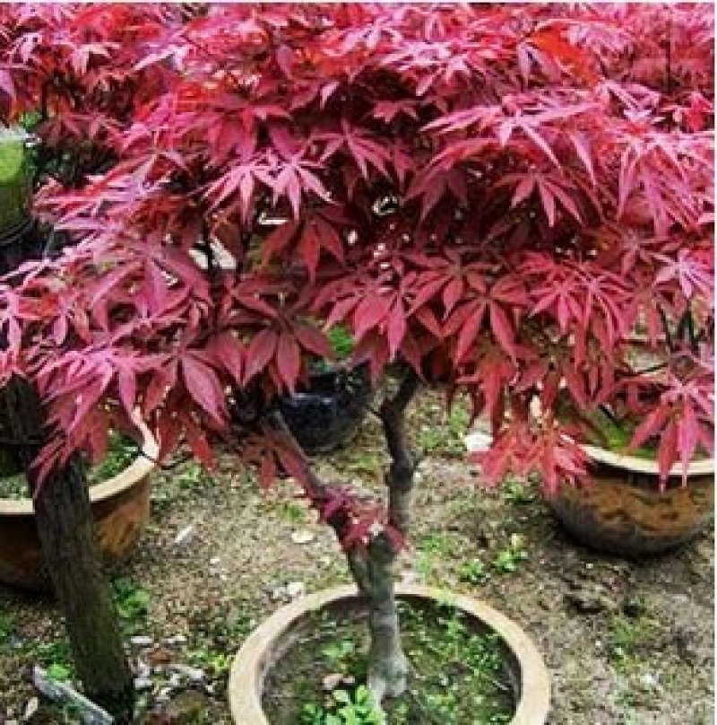红枫树苗，中国红枫，美国红枫，日本红枫等多个品种