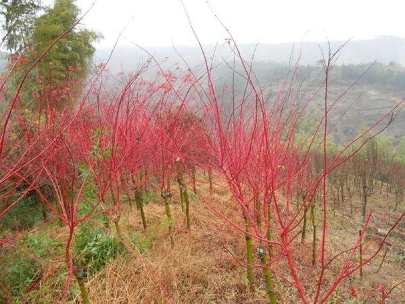 红枫树苗，中国红枫，美国红枫，日本红枫等多个品种
