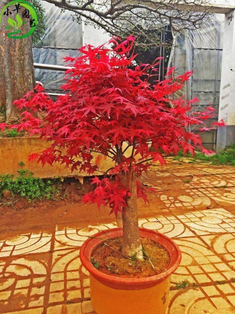 红枫树苗，中国红枫，美国红枫，日本红枫等多个品种