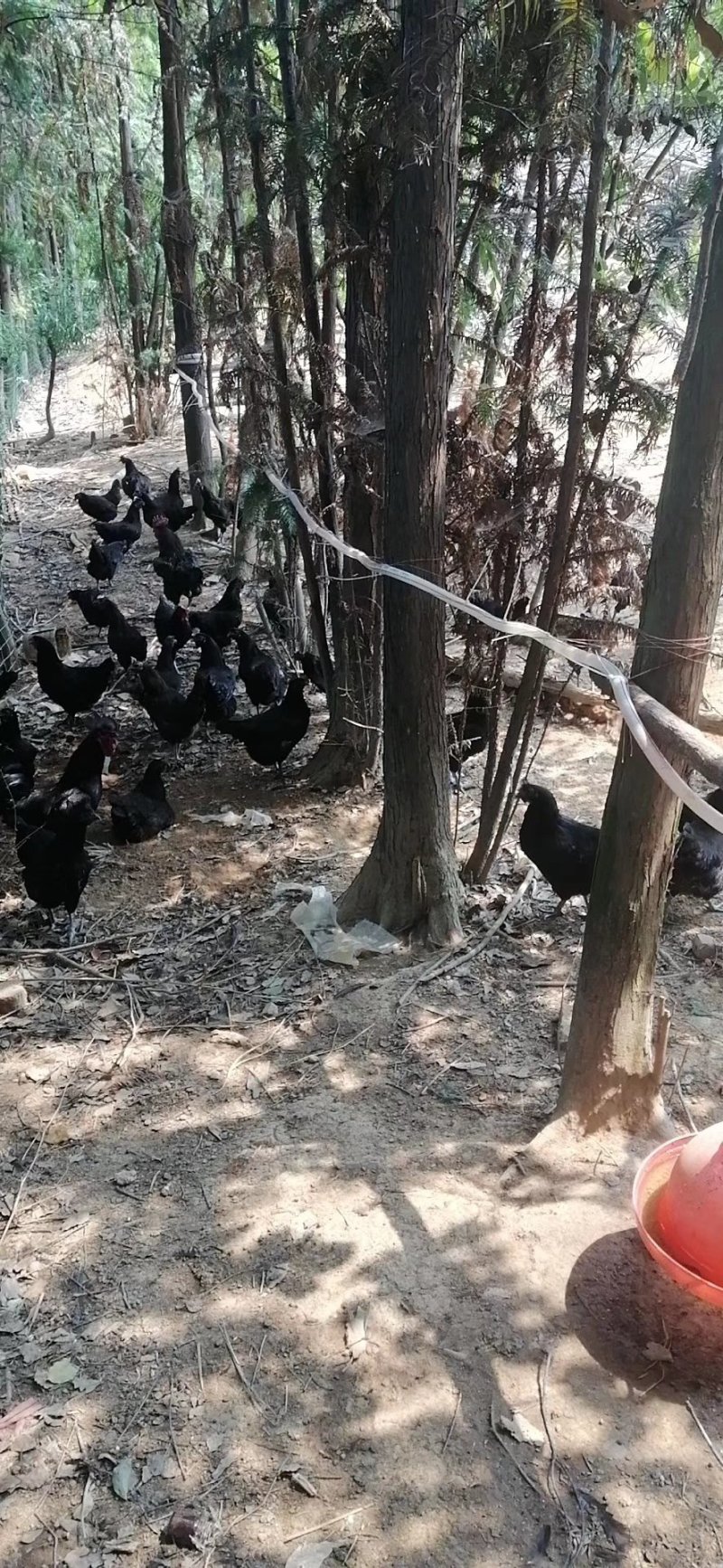 盐津乌骨黑鸡五黑鸡种蛋种蛋全国包邮包破损