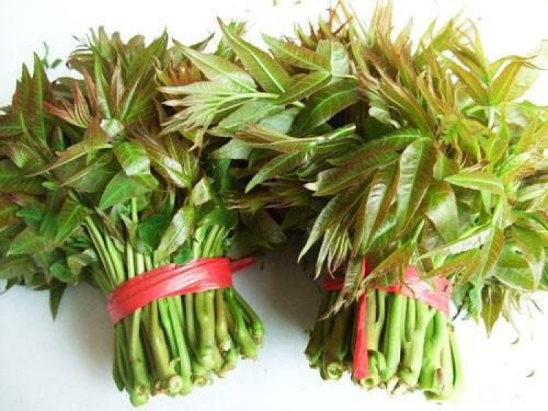 香椿树苗，红油香椿苗，绿香椿苗，包纯度山东种苗基地批发！