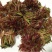 香椿树苗，红油香椿苗，绿香椿苗，包纯度山东种苗基地批发！