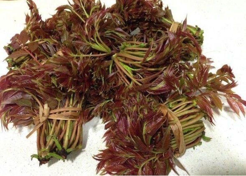 香椿树苗，红油香椿苗，绿香椿苗，包纯度山东种苗基地批发！