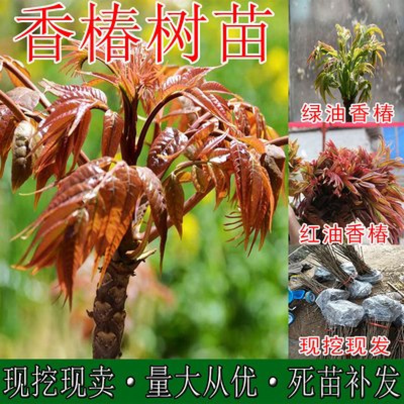 香椿树苗，红油香椿苗，绿香椿苗，包纯度山东种苗基地批发！
