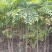 香椿树苗，红油香椿苗，绿香椿苗，包纯度山东种苗基地批发！