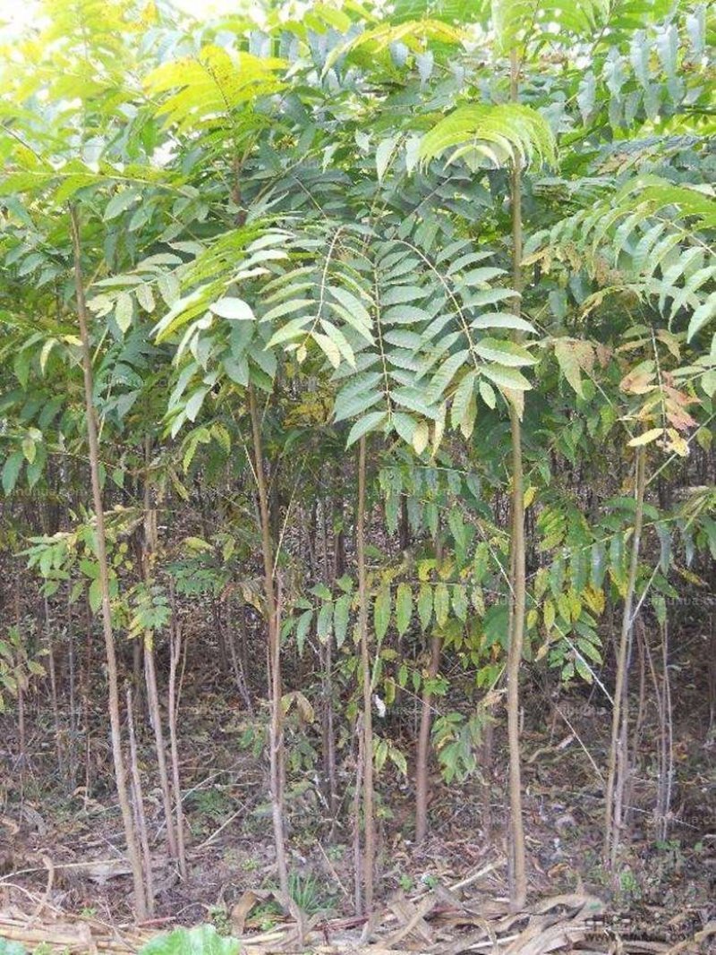 香椿树苗，红油香椿苗，绿香椿苗，包纯度山东种苗基地批发！