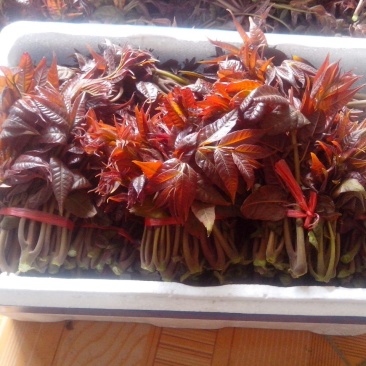 香椿树苗，红油香椿苗，绿香椿苗，包纯度山东种苗基地批发！