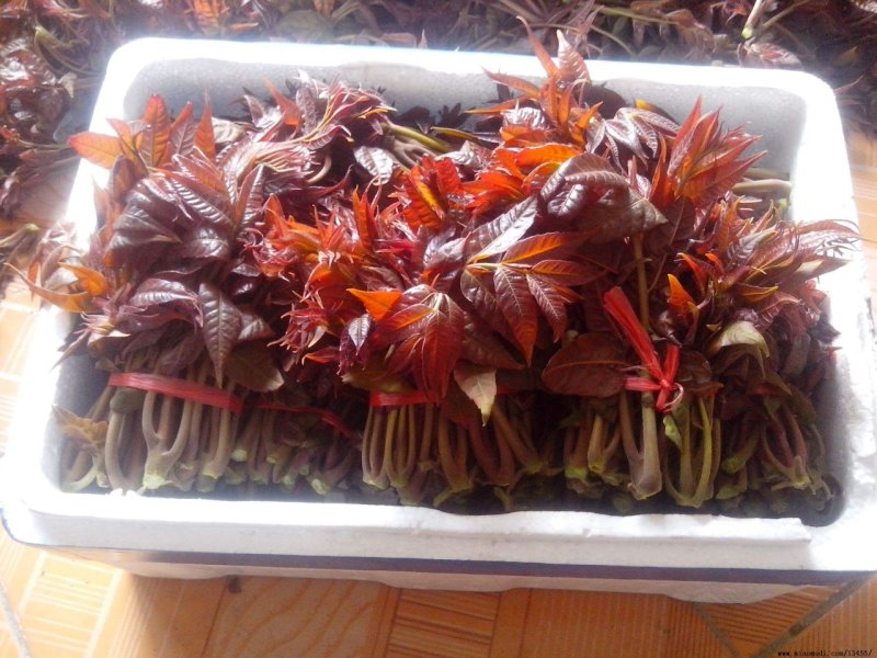 香椿树苗，红油香椿苗，绿香椿苗，包纯度山东种苗基地批发！