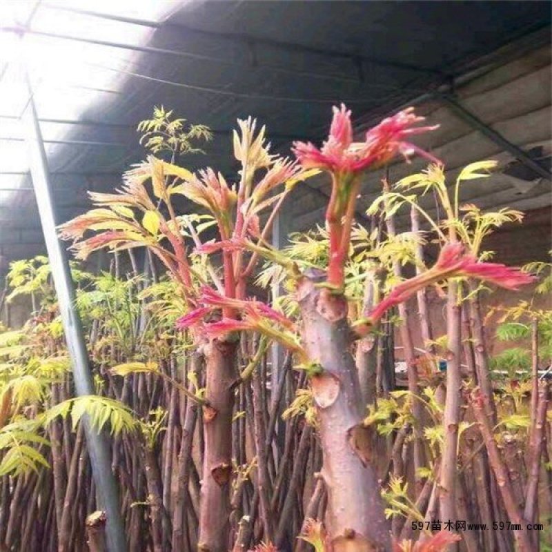 香椿树苗，红油香椿苗，绿香椿苗，包纯度山东种苗基地批发！
