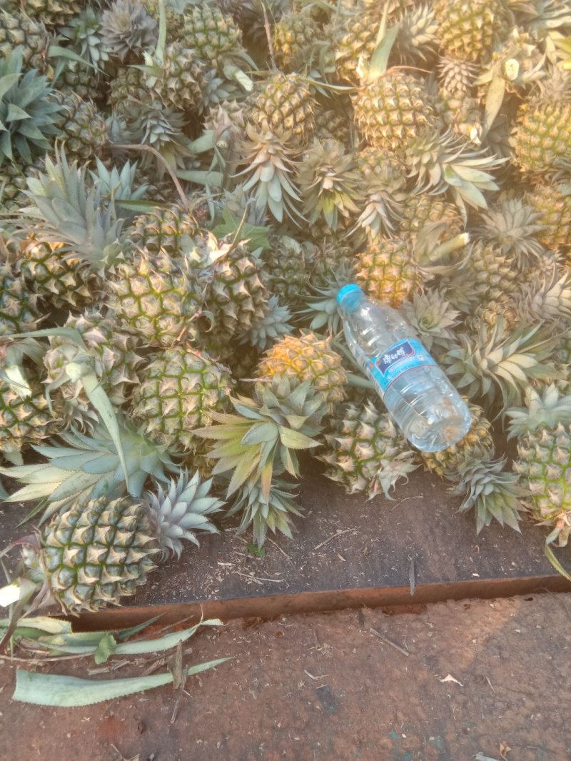 小菠萝