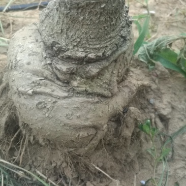 盘根流苏，嫁桂花用，欢迎选购