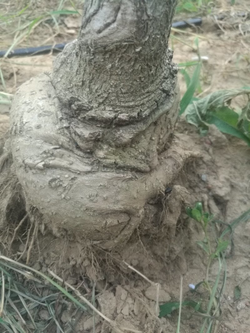 盘根流苏，嫁桂花用，欢迎选购