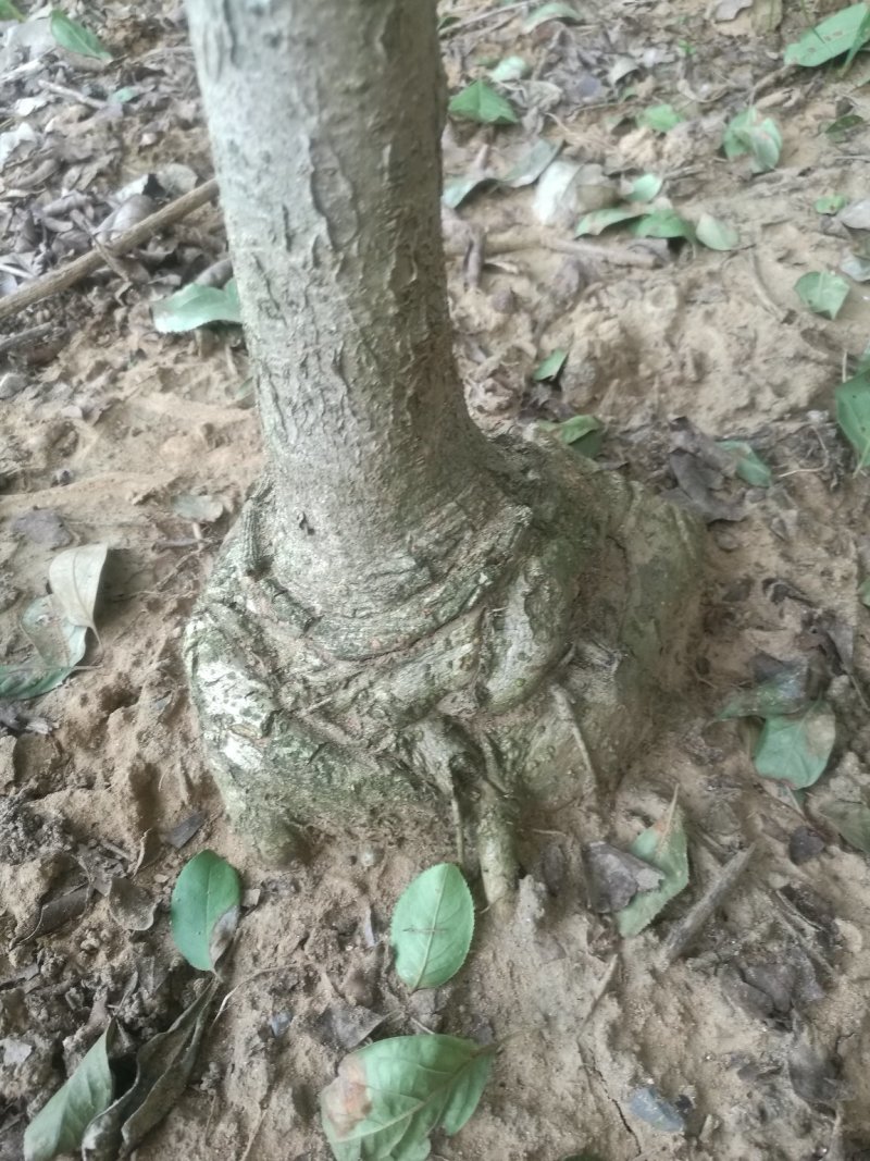 盘根流苏，嫁桂花用，欢迎选购