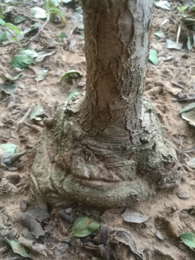 盘根流苏，嫁桂花用，欢迎选购
