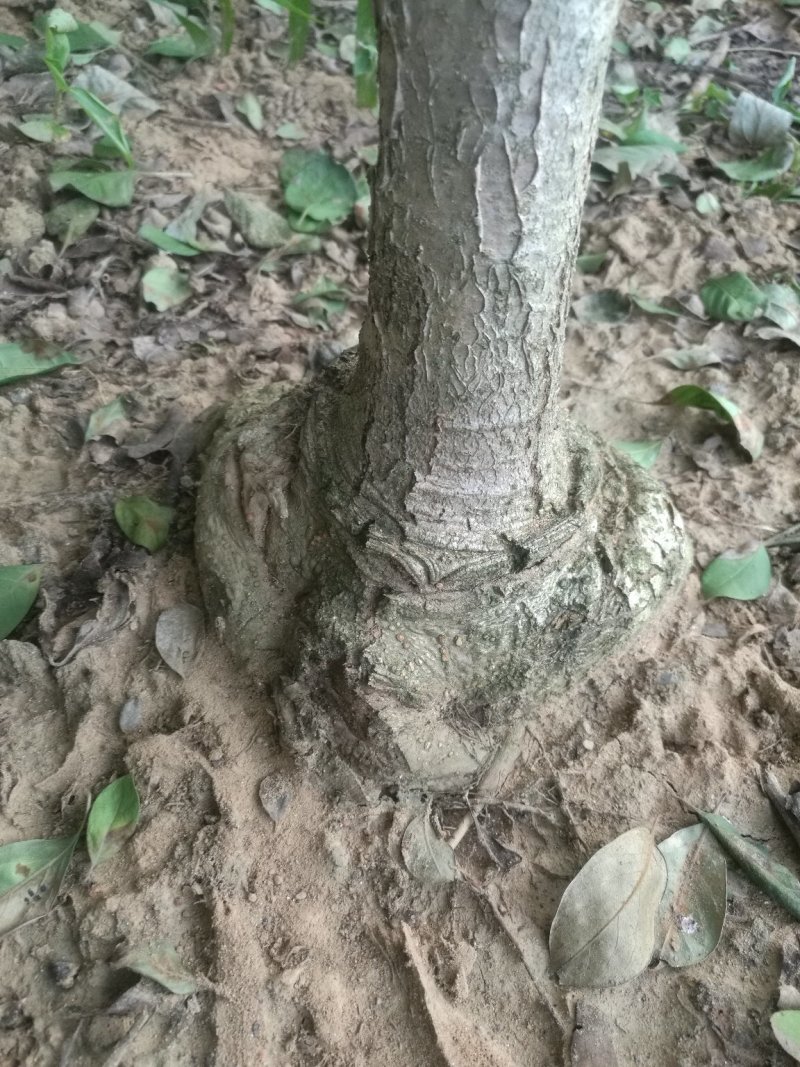 盘根流苏，嫁桂花用，欢迎选购