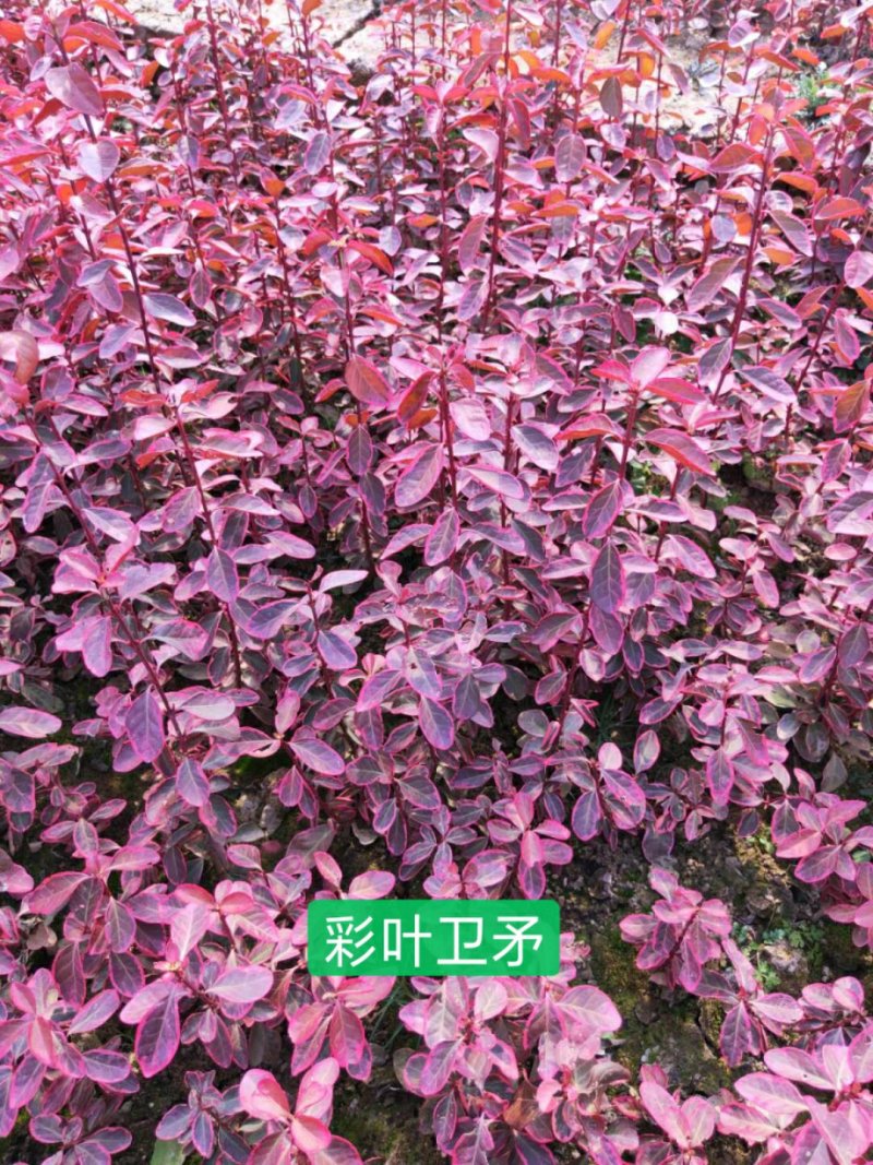 卫矛，冬红卫矛，彩叶卫矛苗圃自产自销专业培育