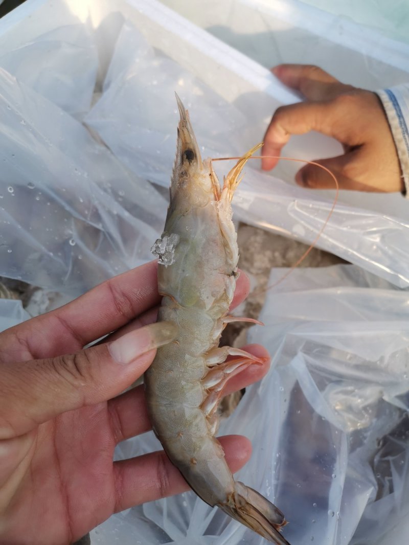 天然海捕捞麻虾有想法的来