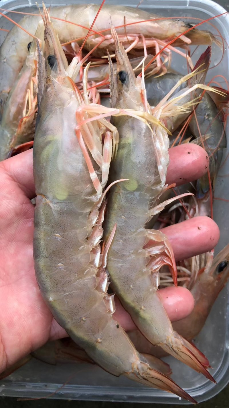 天然海捕捞麻虾有想法的来