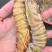 斑节虾