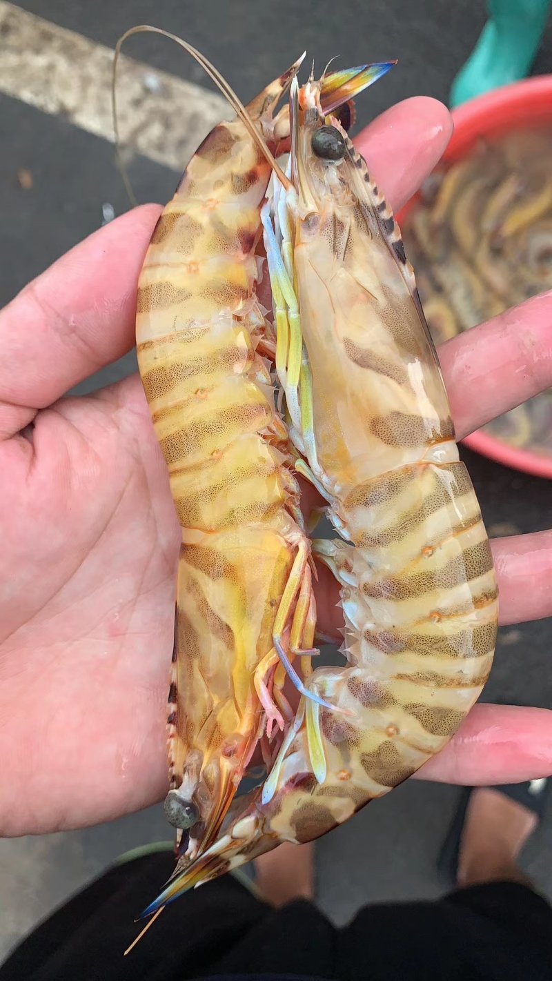 斑节虾