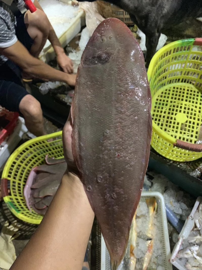 硇洲天然大龙利有想法的来